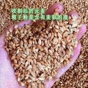 5斤靖江粥元麦粯子，粥粉大麦面粉，泰兴农家采儿煮粥粗粮含麦麸