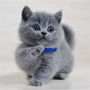 舟山纯种英短蓝猫银渐层幼猫金吉拉蓝白宠物猫咪虎斑布偶猫咪活体