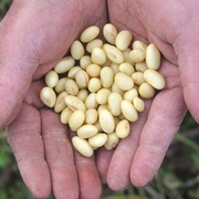 5斤四川农家自种黄豆 非转基因笨黄豆打豆浆专用大豆老品种土黄豆