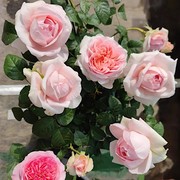 婚礼盒中苗超扦插粉白色，大花中香灌木，长势好阳台庭院