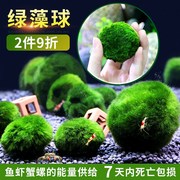 鱼缸水族箱造景水草海藻球，生态球造景，绿藻球生态瓶绿澡球水藻