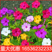 紫茉莉种子草茉莉地雷花籽阳台，庭院盆栽四季播易种花卉胭脂花种子