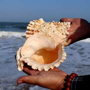 特大贝壳海螺天然摆件玩具号角可以吹的海螺听风花盆巨型鱼缸造景