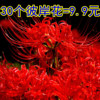 彼岸花盆栽曼珠沙华花种子，种孑红花换锦石蒜大种球室内外四季花卉