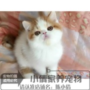 加菲猫宠物猫咪异国短毛猫家养，纯种加菲幼猫活体红白黄白弟弟公q