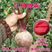 甜菜根种子青丰红甜菜 紫菜头种子红菜头 营养蔬菜 红甜菜根