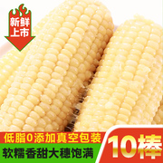 甜白糯玉米真空袋装10支新鲜采摘黄糯粘玉米棒东北黏加热即食苞米
