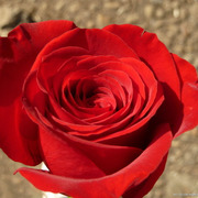 玫瑰种子散装红刺玫红，玫瑰花种籽子四季播种植大花室内花卉种籽