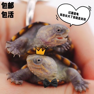 红面蛋龟苗宠物，龟乌龟观赏龟深水龟杂食