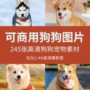 可商用狗狗图片高清宠物狗家狗狗犬dog摄影图可爱宠物狗用品素材