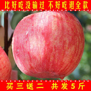 烟台苹果水果新鲜红富士整箱净重5斤山东栖霞苹果平果大萍果
