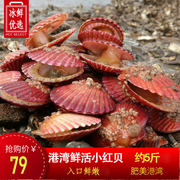 5斤活小红贝鲜活扇贝港湾贝，新鲜野生带壳扇贝肉贝类烧烤海鲜