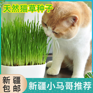 小野豹水晶猫草营养猫草种子猫草种植套装猫去毛球调理肠胃猫零食