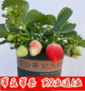 四季草莓苗盆栽带花带果红颜奶油天使新秧苗原盆原土水果种苗种子