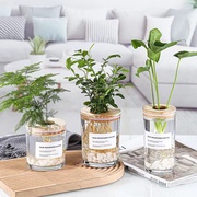 创意绿萝水培植物玻璃，透明养花花瓶插花容器，花盆器皿桌面装饰摆件