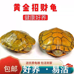小乌龟活物大巴西龟活体宠物龟长寿观赏龟绿色小彩龟水龟活物红耳