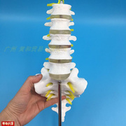 人体尾椎骨d腰椎骨马尾，神经模型人骨模型人体模型脊椎骨模型