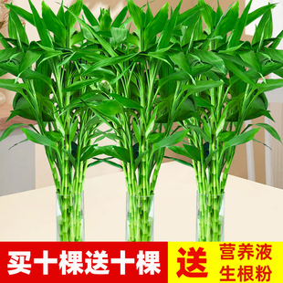 富贵竹水培植物水养客厅节节高绿植，箩观音竹子盆栽鲜花卉室内绿萝