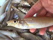 梭子鱼 且吃且珍惜黄小贤东山岛营养沙尖鱼沙丁鱼约12只/400g
