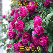 紫袍玉带大花浓香藤本月季，花苗阳台玫瑰，花卉盆栽花园围墙爬藤蔷薇