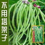 无架豆种子不搭架长豇豆种籽地豆蔬菜种孑阳台春秋季四季播种豆角