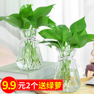 3个9.9元加厚玻璃花瓶透明北欧ins风，创意水培植物绿萝水养插花器