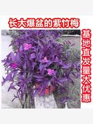 室外室内花卉绿植盆载紫竹梅，紫罗兰开花吊兰，植物喜阳的植物