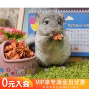 手工自制 苹果干/胡萝卜干 龙猫荷兰猪兔子豚鼠零食 补充维生素
