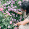 塔莎的花园月季小苗，勤花藤本灌木玫瑰盆栽，多年生果汁阳台蓝色阴雨