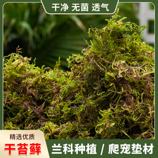 干苔藓天然青苔蝴蝶兰花专用水苔石斛种植营养土爬宠乌龟垫材