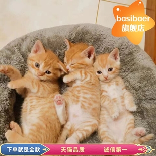 橘猫幼崽中华田园猫狸花猫活体，纯黑猫白猫，奶牛三花猫捕鼠可爱小猫