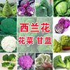四季播蔬菜种子绿霸王西兰花家庭花青花椰菜种子甘蓝包菜花菜籽