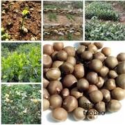 绿茶种子特早茶种子耐寒茶叶种子茶树籽，各种茶叶种子播种种籽