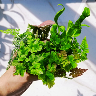 苔藓微景观水陆缸生态缸小植物网纹草，蕨类创意迷你植物造景材料