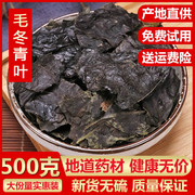 新货云南毛冬青茶叶500g克 毛东青茶苦甘叶中草药