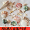天然贝壳海螺海星海胆壳，幼儿园手工diy贝壳相框，鱼缸造景大海螺壳