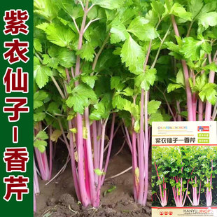 紫衣仙子香芹种子紫衣红芹菜籽速生四季播家庭阳台盆栽香芹蔬菜籽