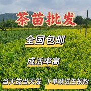 茶树苗黄金芽叶甲，安吉白茶龙井43浙农117中茶108绿化苗木