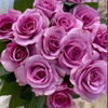 兵马俑酒店月季花苗开花特大花，蓝紫色玫瑰花室内阳台，四季盆栽花卉