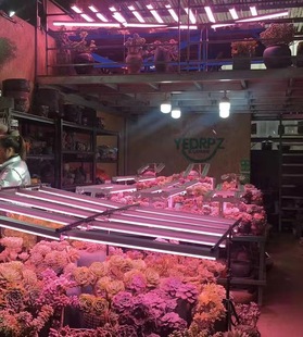 奥国龙全光谱0.30.60.91.2米三四排多肉植物，生长补光灯管淡粉红