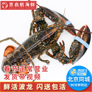 1-10斤鲜活波士顿大龙虾波龙北京闪送加拿大进口水产澳洲大龙虾