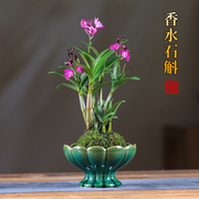 石斛兰盆栽苔藓球水培植物室内客厅桌面绿植懒人花卉好养兰花盆景