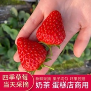 新鲜草莓4盒装坏果包赔蛋糕，奶茶糖葫芦专用产地，云南草莓鲜果