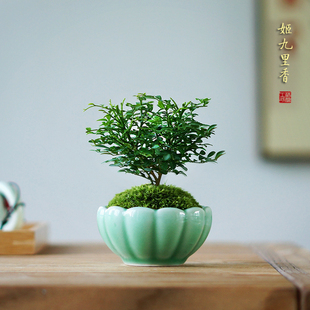 台湾达摩小叶九里香微型盆景迷你绿植苔藓办公桌书桌面拇指小盆栽