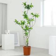 金心百合竹真绿植 室内客厅吸甲醛盆栽 大型四季常青好养网红植物