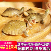 小青龟黄喉拟水龟北石三黄巴西珍珠草龟墨龟麝香网红龟苗活物乌龟