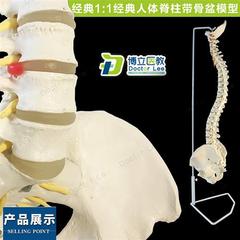 高档人体脊柱模型1 1正骨脊椎模型颈椎腰椎人体骨骼模型脊椎模型