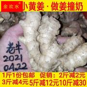 1斤 新鲜蔬菜广东小黄姜月子姜生姜土姜老姜农家肥种植姜撞奶