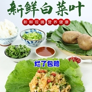 打饭包菜叶东北大白菜叶饭包叶即食蘸酱蔬菜包饭菜新鲜20叶送酱