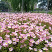 美丽月见草花种阳台盆栽庭院花海绿化夜来香宿根花种子四季播种